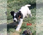 Small Photo #8 English Springer Spaniel Puppy For Sale in LINCOLN, NE, USA