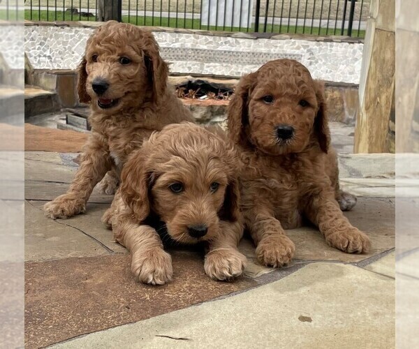 Medium Photo #4 Goldendoodle Puppy For Sale in SUGAR LAND, TX, USA