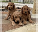 Small Photo #4 Goldendoodle Puppy For Sale in SUGAR LAND, TX, USA