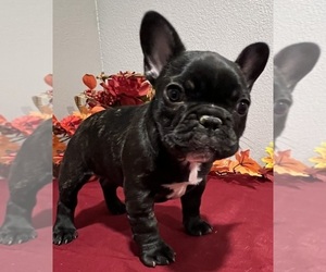 French Bulldog Puppy for sale in BOLIVAR, MO, USA