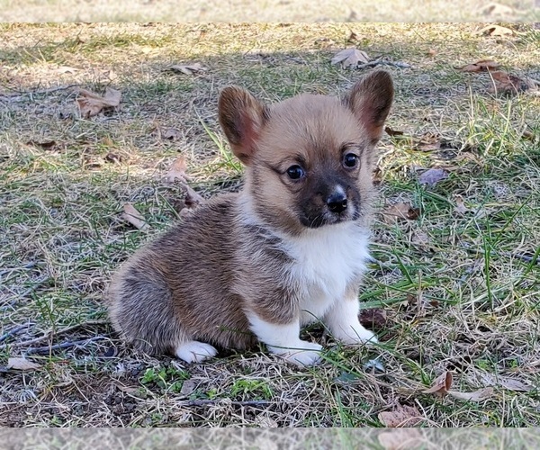 Medium Photo #3 Pembroke Welsh Corgi Puppy For Sale in CLARK, MO, USA