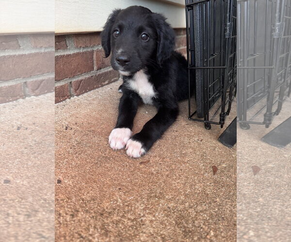 Medium Photo #2 Retriever -Unknown Mix Puppy For Sale in Greenville, SC, USA