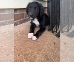 Small #1 Retriever  Mix
