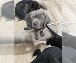 Small Photo #18 Cane Corso Puppy For Sale in COLONIAL HEIGHTS, VA, USA