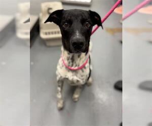 Pointer-Unknown Mix Dogs for adoption in Peoria, IL, USA