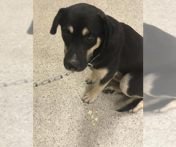 Medium Photo #1 German Shepherd Dog-Unknown Mix Puppy For Sale in Conroe, TX, USA