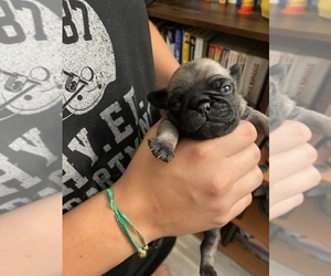 Pug Puppy for sale in FERNDALE, WA, USA