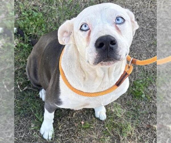 Medium Photo #1 American Staffordshire Terrier-Unknown Mix Puppy For Sale in San Antonio, TX, USA
