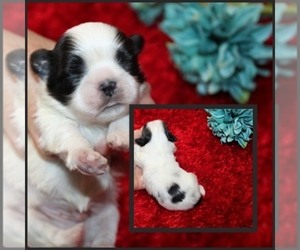 Shih Tzu Puppy for sale in THAYER, KS, USA