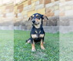 Small #3 Dachshund Mix