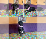 Small #1 Labrador Retriever Mix