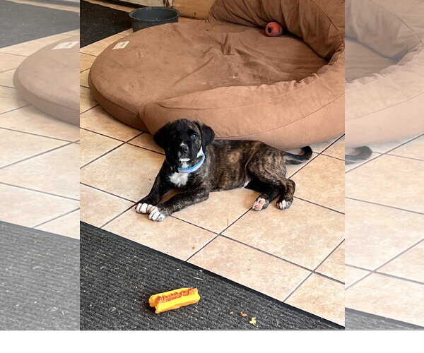 Medium Photo #1 Mastiff-Unknown Mix Puppy For Sale in Tracy City, TN, USA