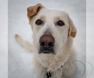 AC - Cantaloupe - Female Labrador Retriever Dog for Adoption - Photo #18