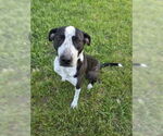 Small #1 Mutt