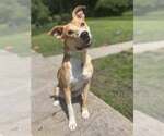 Small #13 Carolina Dog-Labrador Retriever Mix
