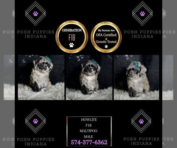 Medium Photo #2 Maltipoo Puppy For Sale in WARSAW, IN, USA
