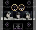 Small Photo #49 Maltipoo Puppy For Sale in WARSAW, IN, USA