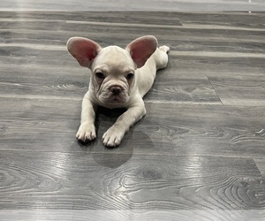 French Bulldog Puppy for sale in NEW ORLEANS, LA, USA