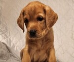 Small Photo #70 Labrador Retriever Puppy For Sale in BUFFALO, NY, USA