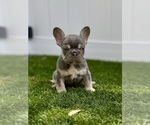 Small #1 French Bulldog