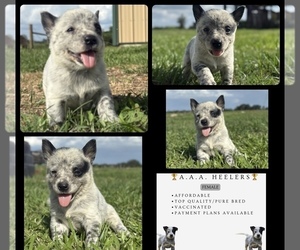 Australian Cattle Dog Puppy for sale in ZOLFO SPRINGS, FL, USA