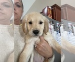 Small Photo #3 Golden Retriever Puppy For Sale in JACKSONVILLE, NC, USA