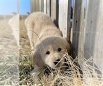 Small #5 English Cream Golden Retriever