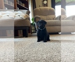 Small Photo #5 Labrador Retriever Puppy For Sale in WESTBY, WI, USA