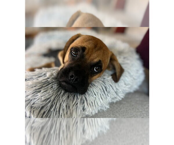 Medium Photo #1 Boxer Puppy For Sale in Austin, TX, USA