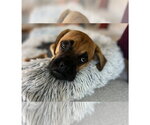 Forrest II - Male Boxer Dog for Adoption - Small photo