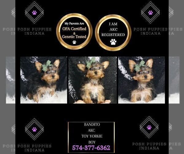 Medium Photo #1 Yorkshire Terrier Puppy For Sale in WARSAW, IN, USA