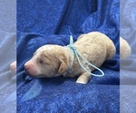 Small #2 Goldendoodle (Miniature)