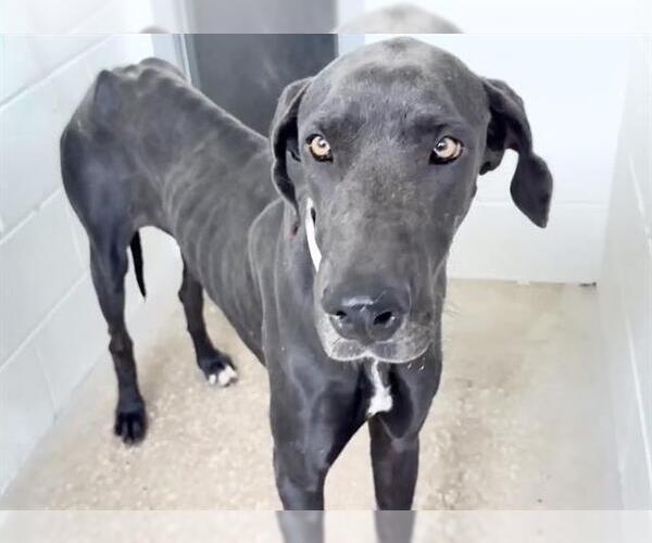 Medium Photo #2 Great Dane-Unknown Mix Puppy For Sale in Houston, TX, USA