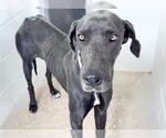 Small #1 Great Dane Mix