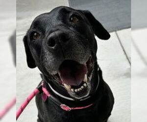 Labrador Retriever Dogs for adoption in Salinas, CA, USA