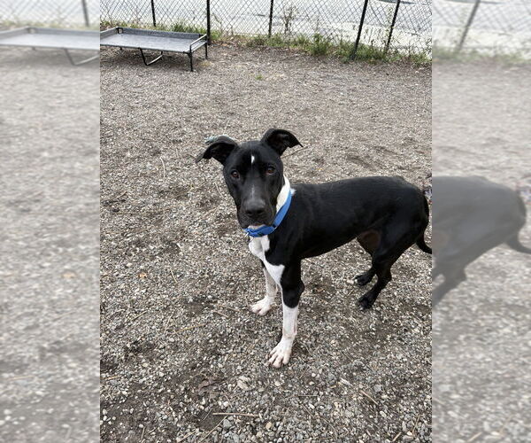 Medium Photo #2 Mutt Puppy For Sale in Elmsford, NY, USA