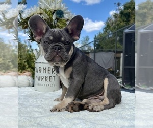 French Bulldog Puppy for sale in LAKE CITY, FL, USA