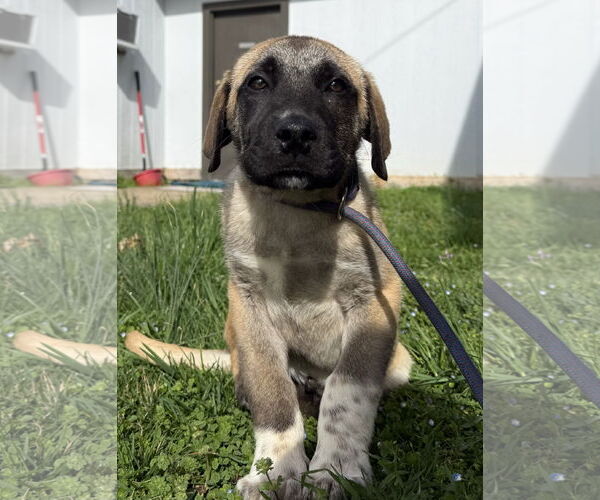 Medium Photo #1 Anatolian Shepherd-Unknown Mix Puppy For Sale in Pottstown, PA, USA
