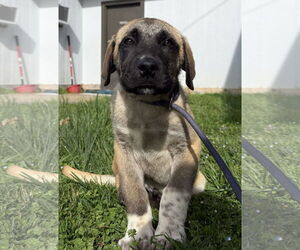 Anatolian Shepherd-Unknown Mix Dogs for adoption in Pottstown, PA, USA