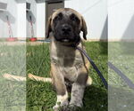 Small Anatolian Shepherd Mix