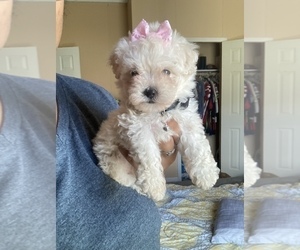 Poodle (Toy) Puppy for sale in WACO, TX, USA