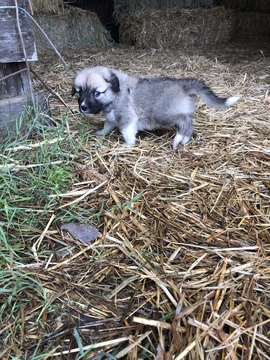 Medium Photo #5 Anatolian Shepherd-Great Pyrenees Mix Puppy For Sale in ROBSTOWN, TX, USA