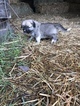 Small Photo #5 Anatolian Shepherd-Great Pyrenees Mix Puppy For Sale in ROBSTOWN, TX, USA