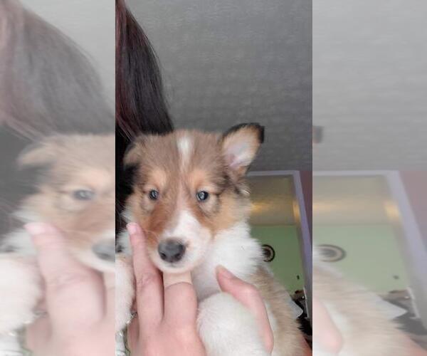 Medium Photo #1 Collie Puppy For Sale in SANTA ANA, CA, USA