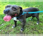 Small Photo #1 American Pit Bull Terrier Puppy For Sale in Long Beach, CA, USA