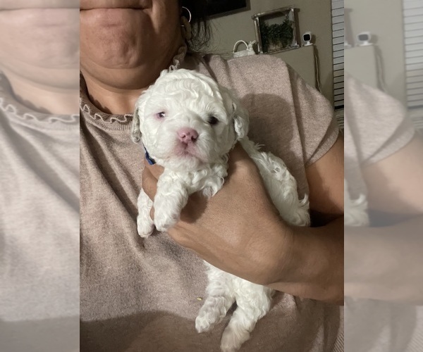 Medium Photo #20 Poodle (Toy) Puppy For Sale in MURRIETA, CA, USA