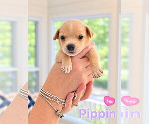 Mutt Dogs for adoption in Holly Springs, NC, USA