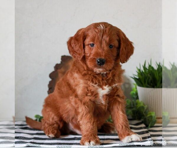 Medium Photo #1 Goldendoodle (Miniature) Puppy For Sale in LITITZ, PA, USA