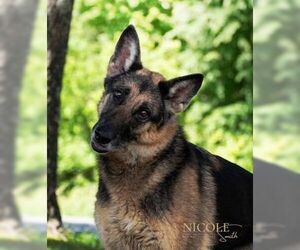 German Shepherd Dog-Unknown Mix Dogs for adoption in Evansville, IN, USA