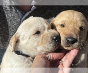 Labrador Retriever Puppy for sale in TWIN FALLS, ID, USA